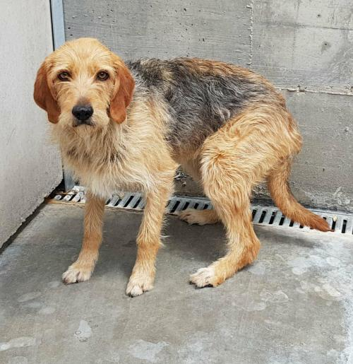 Microchip n. 380260000778346