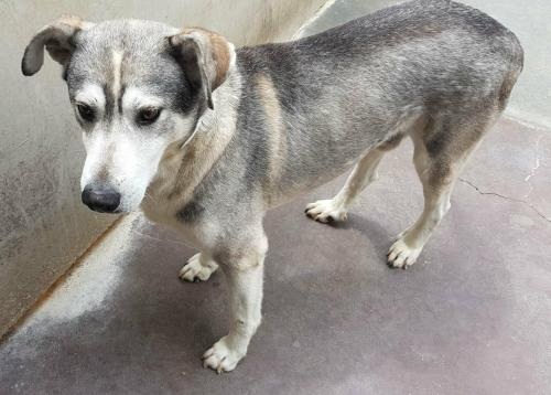 Microchip n. 380260000783141