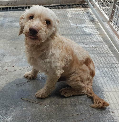 Microchip n. 380260002522858