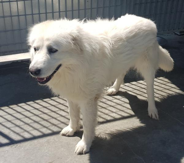 Microchip n. 380260002585888