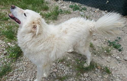 Microchip n. 380260002742962