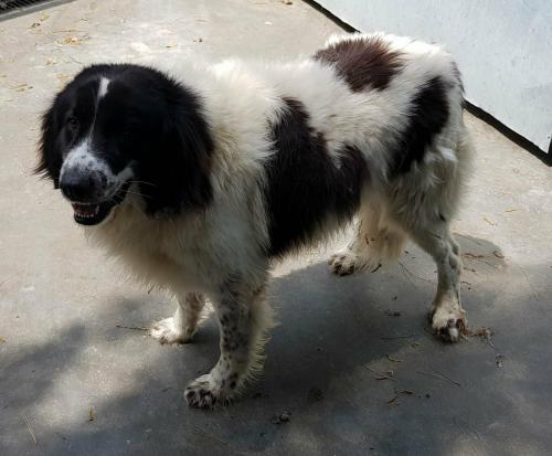 Microchip n. 981100000909553